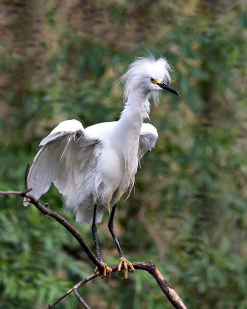 Snowy Egret close-up profile view perched on a branch with wet white spread wings and with a blur green background enjoying its environment and habitat. - Foto, immagini