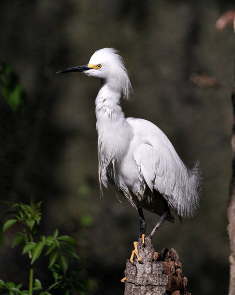 Snowy Egret close-up profile view perched on a stump with a blur background in its environment and habitat. Picture. Portrait. Image.  - Photo, image