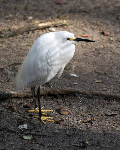 Snowy Egret close-up profile view standing on the ground displaying its white plumage, body, head, beak, legs, feet, eye in its environment and habitat basking in sunlight. Image. Picture. Portrait. - 写真・画像