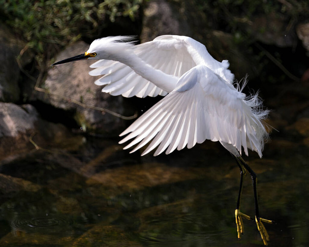 Snowy Egret bird close-up profile view flying over the water displaying white feathers, head, beak, eye, fluffy plumage, yellow feet in its environment and habitat. - Fotó, kép