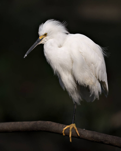 Snowy Egret close up profile view perched on branch displaying white feathers plumage, fluffy plumage, head, beak, eye, feet in its environment and surrounding with a black contrast background - Fotografie, Obrázek