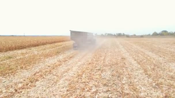 Luchtfoto van de trekker die tijdens het oogsten maïsladingen op het veld vervoert. Drone tracking landbouwmachine rijden door landbouwgrond met graan in trailer. Landbouwconcept. Sluiten. - Video