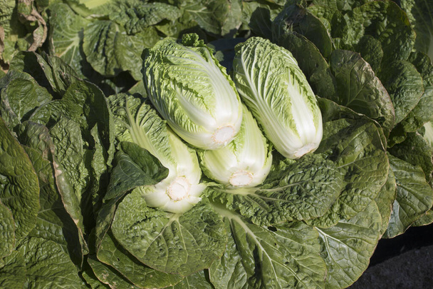 Зеленые овощи и капуста - Фото, изображение