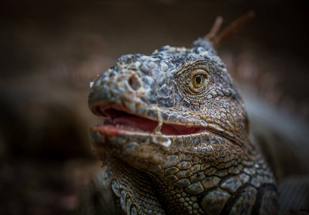 Narażenie Iguana zrobić w gospodarstwie iguana w Roatan, Honduras. - Zdjęcie, obraz