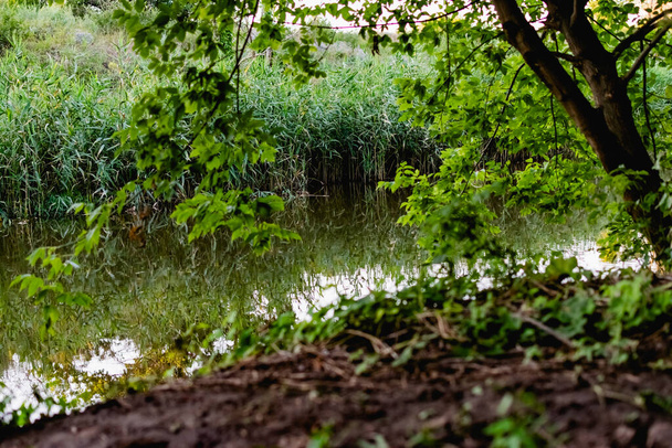 Beautiful forgotten pond among a huge amount of green vegetation. Calm, quiet water surface on a pond, wild nature, unspoilt place - Φωτογραφία, εικόνα
