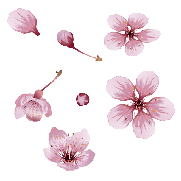 flores de flor de cerezo
 - Vector, imagen