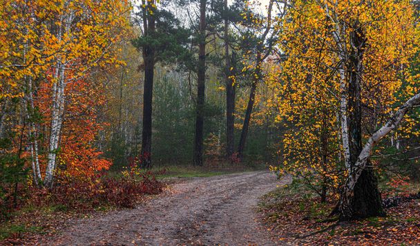 Las ozdobiony jest jesiennymi kolorami. Wędrówki. Spacer w jesiennym lesie. - Zdjęcie, obraz