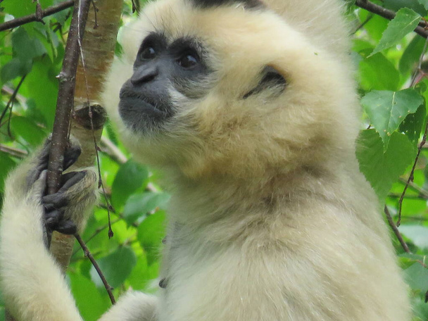 Common gibbon, White-handed gibbon, Hylobates lar. High quality photo - Photo, Image