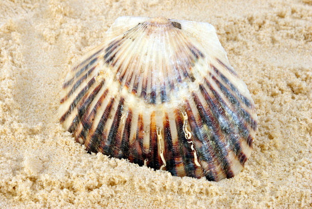 Some open scallop shell - Фото, зображення