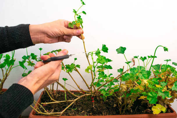 Plant care. Pruning geraniums for further lush flowering. Female hands cut off the branches and yellowed leaves of an ornamental plant with scissors. - Photo, Image