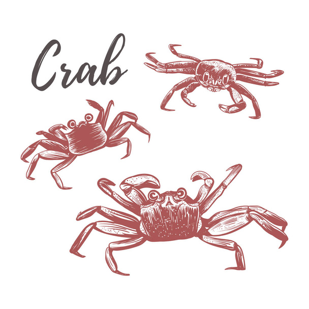 Krabbenvektorillustration. Krabbenhandzeichnung - Vektor, Bild
