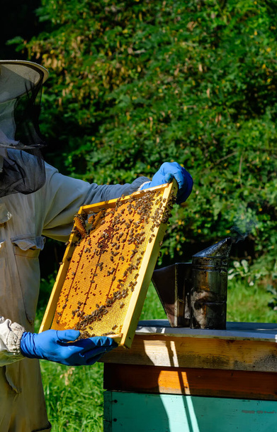 Пчеловод смотрит на соты с личинками пчел. Апикультура. Пасека. - Фото, изображение