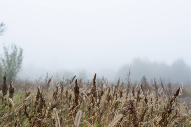 Trees and plants in the fog on a cold autumn morning. Bokeh effect. - Photo, Image