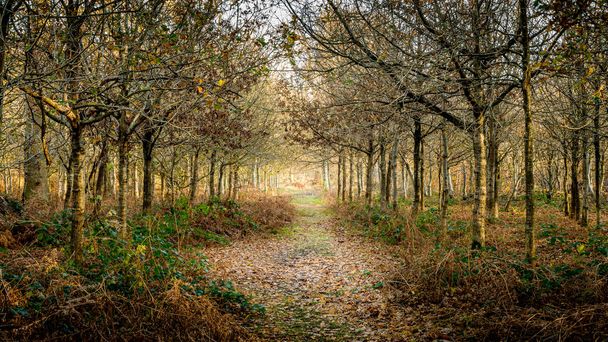 En tête d'un sentier boueux sur une avenue d'arbres lors d'une journée d'automne à Dunham Massey - Photo, image