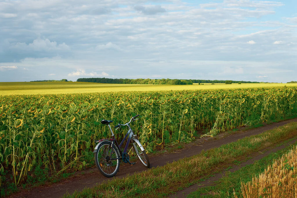 Bicycle on the road among the field of sunflowers country landscape. - Photo, Image