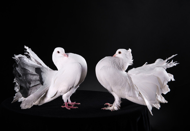 Dois pombos brancos
 - Foto, Imagem