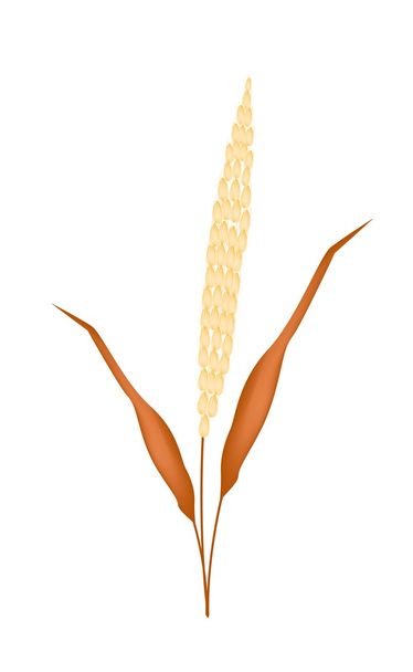 Couleurs d'or de millet mûr sur fond blanc
 - Vecteur, image