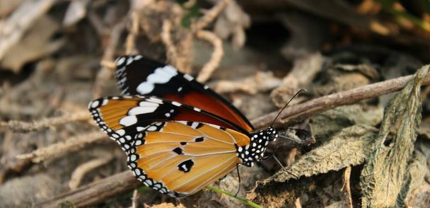 Danaus chrysippus, pianura farfalla tigre tenta di volare con una vista laterale. - Foto, immagini