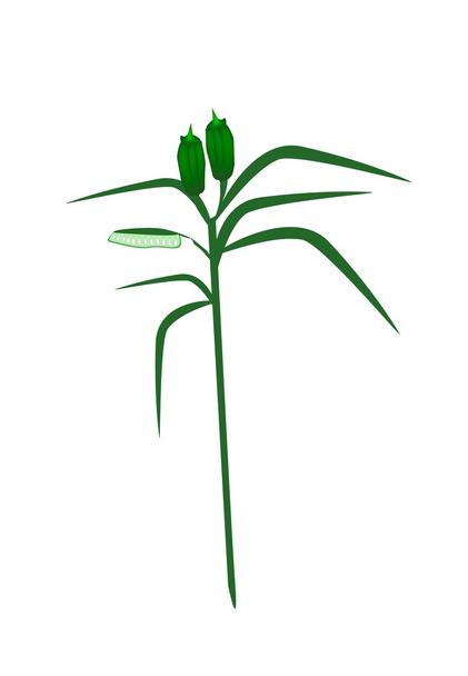 Fresh Sesame Plant on A White Background - Vector, Image