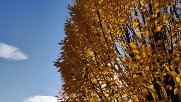 Strom se žlutými listy a slunečními paprsky vzadu. Krásné žluté podzimní listy podsvícené. jasné sluneční paprsky zářící oranžovými zlatými listy stromů. Podzimní sezóna. Barevné přírodní prostředí. Video 4k hd - Záběry, video