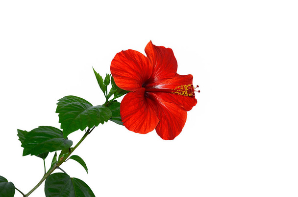 hibiscus, bright red flower on white background, isolate close up - Photo, Image