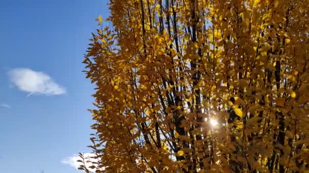 Árbol con hojas amarillas con rayos de sol detrás. Hermosas hojas amarillas de otoño retroiluminadas. rayos de sol brillantes que brillan a través de hojas de naranjos dorados. Temporada de otoño. Ambiente de naturaleza colorida. Video 4k hd - Metraje, vídeo