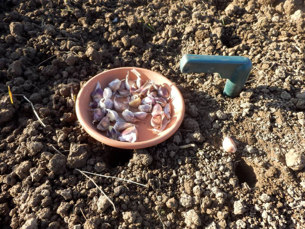 Planting garlic in the garden. Garlic cloves for planting. - Photo, image