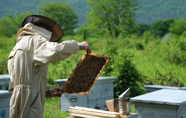 Mies, jolla on hunajakenno täynnä mehiläisiä. Mehiläishoitaja suojaavissa työvaatteissa Tarkastuskehys mehiläistarhassa - Valokuva, kuva