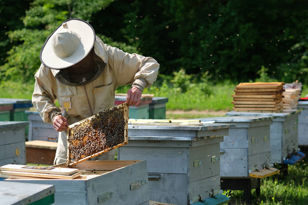 Pszczelarz na pasiece. Pszczelarz pracuje z pszczołami i uli na pasiece - Zdjęcie, obraz