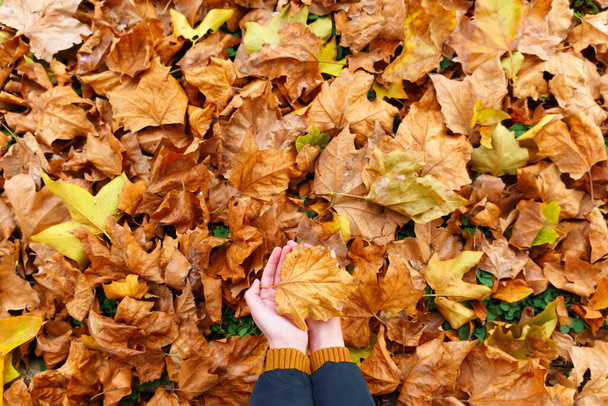 handen vol gevallen bladeren, achtergrond van gele esdoorn bladeren in de herfst stadspark, prachtige natuur, bovenaanzicht - Foto, afbeelding