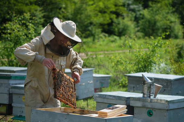 Άντρας που κρατάει μια κηρήθρα γεμάτη μέλισσες. Μελισσοκόμος σε προστατευτικό πλαίσιο επιθεώρησης ενδυμάτων εργασίας στο μελισσοκομείο - Φωτογραφία, εικόνα