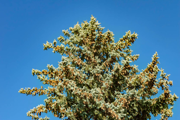 Spruce (Picea abies) with extremely many cones against a blue sky. - Fotoğraf, Görsel