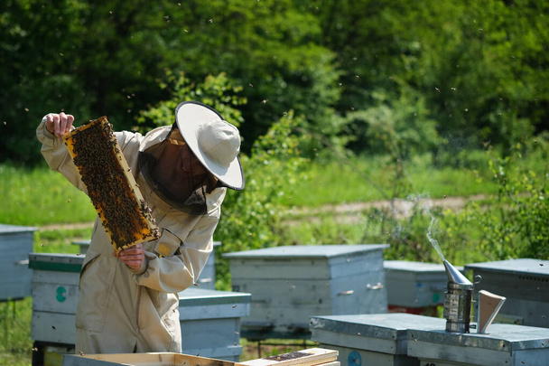 Arı yetiştiricisi arıda. Arı yetiştiricisi arılarla ve arı kovanlarıyla çalışıyor. - Fotoğraf, Görsel