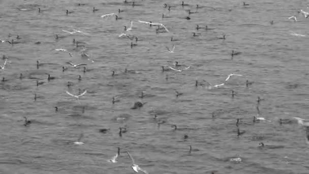 Seagulls and colony of wild ducks, In light fog on the water, sit on surface of bay, rest before flying south, dive and fish - Footage, Video