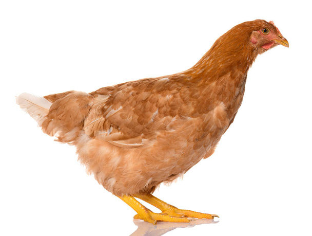 ein braunes Huhn isoliert auf weißem Hintergrund, Studioaufnahme - Foto, Bild