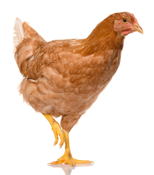 un pollo marrone che cammina isolato su sfondo bianco, riprese in studio - Foto, immagini