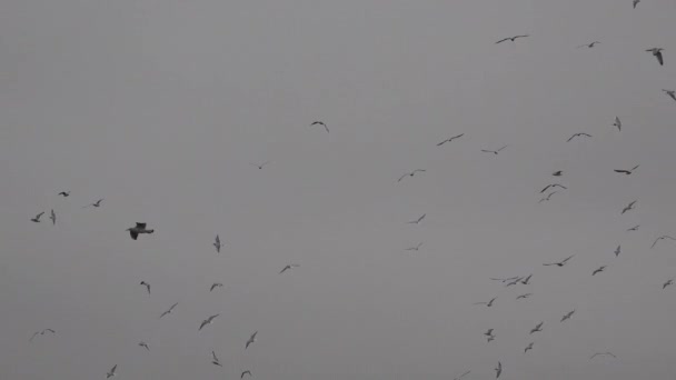 Чайки в светлом тумане кружатся над водой - Кадры, видео
