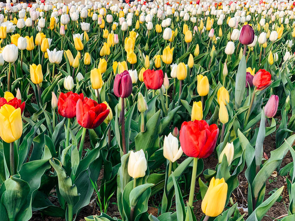 un montón de hermosas flores de tulipán multicolores como fondo - Foto, imagen
