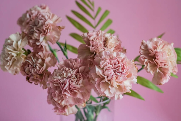 pink carnation flowers on pink background - Photo, Image