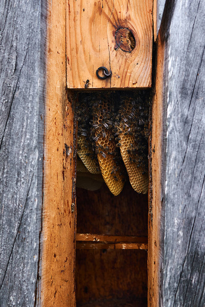 panales de una forma natural dentro de una colmena de troncos tradicional sin marcos de cría - Foto, Imagen