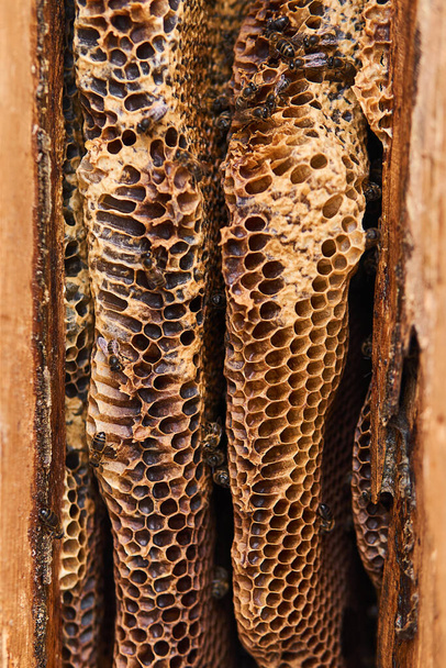 favo de mel de abelhas selvagens, com uma forma natural, close-up - Foto, Imagem