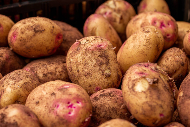 Selection of freshly harvested potatoes in the farm of Fontanales, Gran Canaria, Canary Islands - Photo, Image