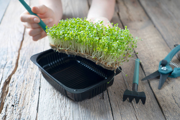 Microgreen sprouts in female hands. Garden tools lie on the wooden table. - Foto, Imagem