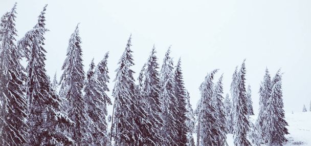 Winter wonderland snow on fir tree forest - Foto, imagen