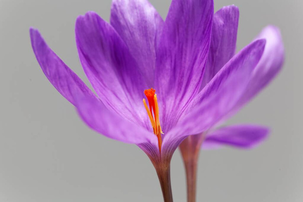 Fleurs du Crocus ligusticus à fleurs automnales - Photo, image