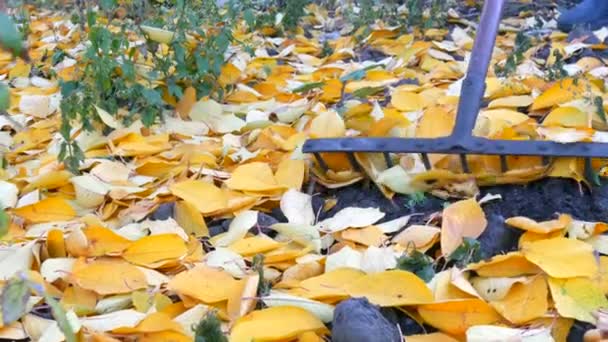 Upadły żółty liść zbieram się z grabie do jesienny kupa. Roboty ogrodowe - Materiał filmowy, wideo