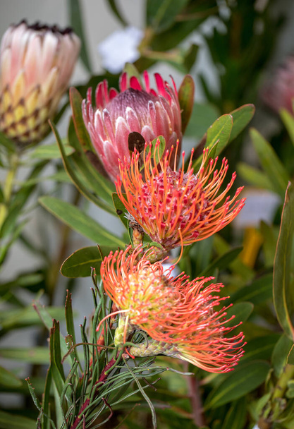 Floristic decoration with tropical flowers of Pincushions and king protea in Funchal on Madeira Island - Photo, Image