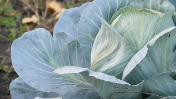 Fresh cabbage grows on the farm in the vegetable garden in the ground. Vegetables. Cultivation. Greenery. Agricultural plantation. - Footage, Video