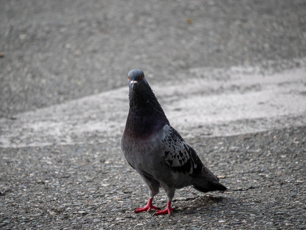 Paloma, Especie de Aves de la familia Columbidae (orden Columbiformes) De pie sobre el asfalto en el día - Foto, Imagen