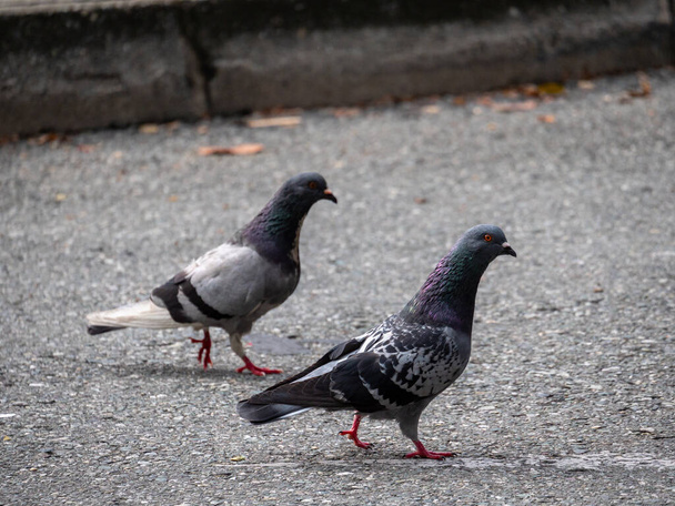 Columbidae (Columbiformes siparişi) familyasından iki güvercin, iki kuş türü gün içinde asfaltta yürüyor. - Fotoğraf, Görsel